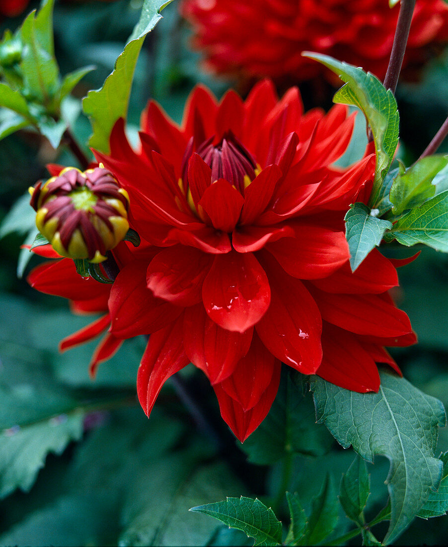 Decorative dahlia 'Donga'