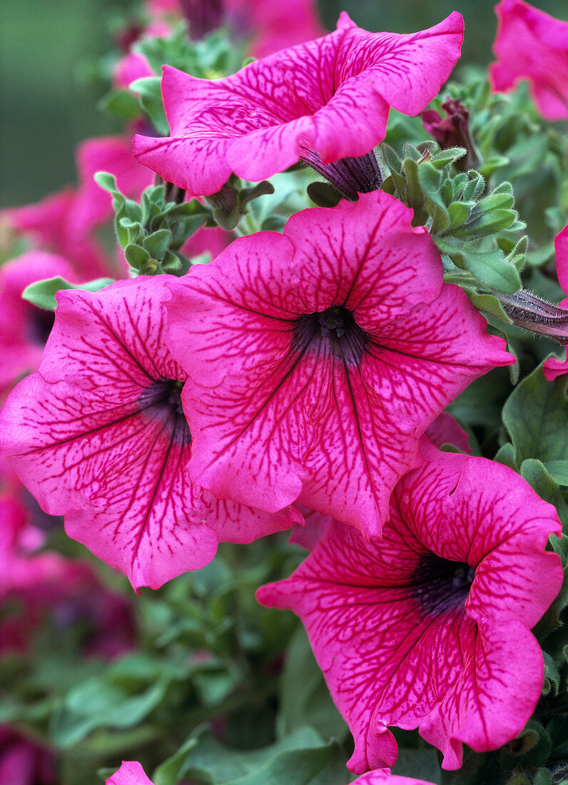 Surfinia-Petunia 'Hot Pink' (Marrose)