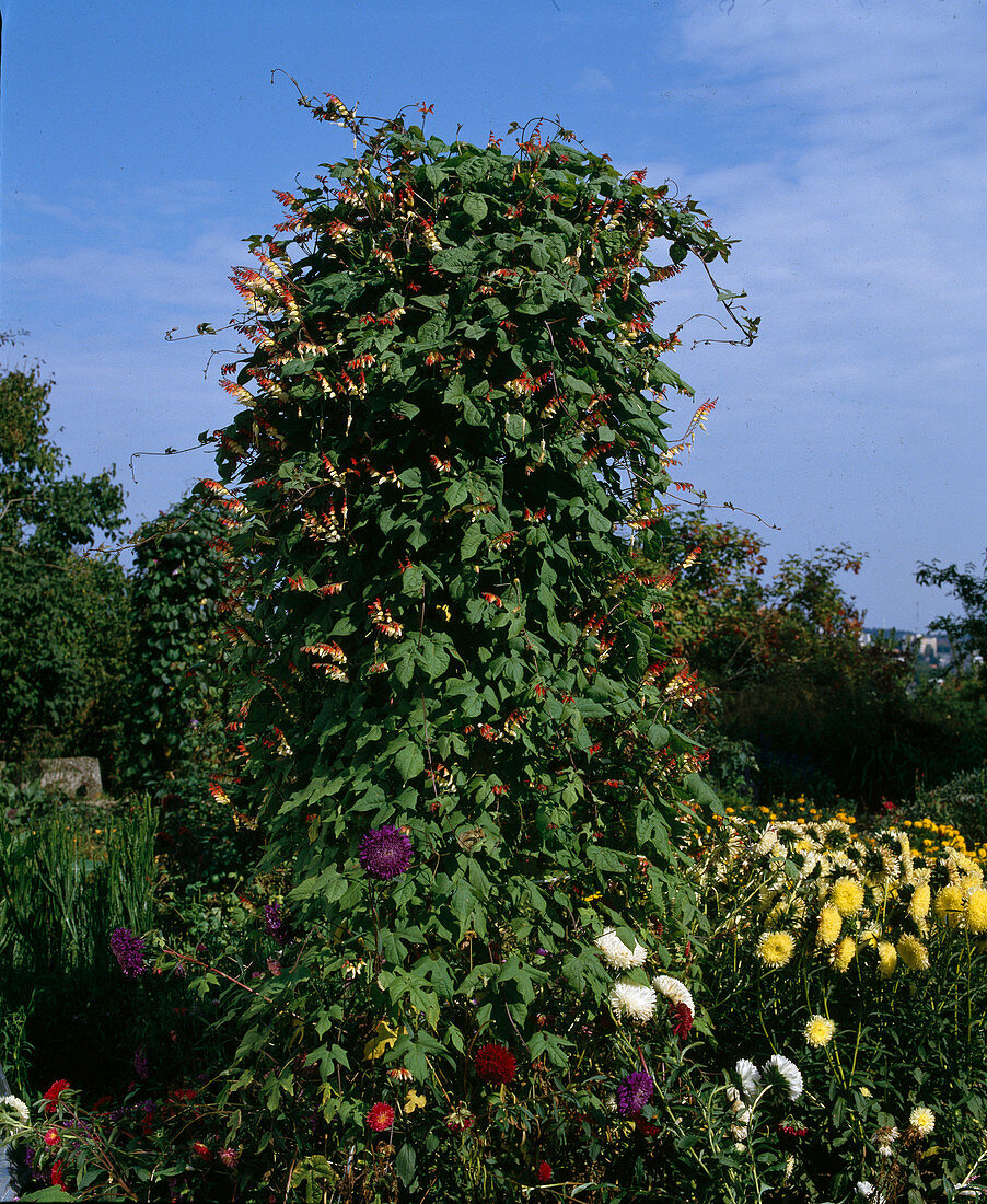 Quamoclit lobata