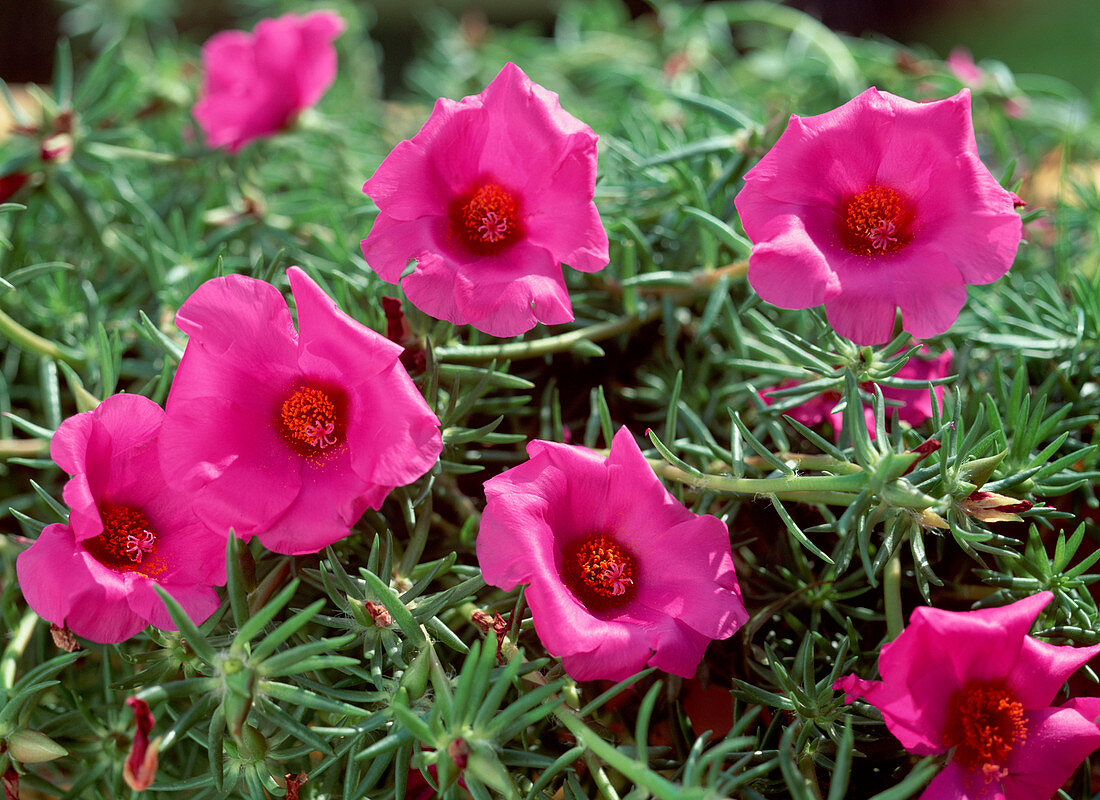 Portulaca Grandiflora