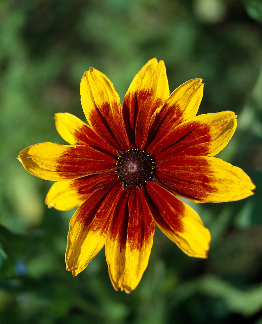 Rudbeckia hirta 'Summer Joy'