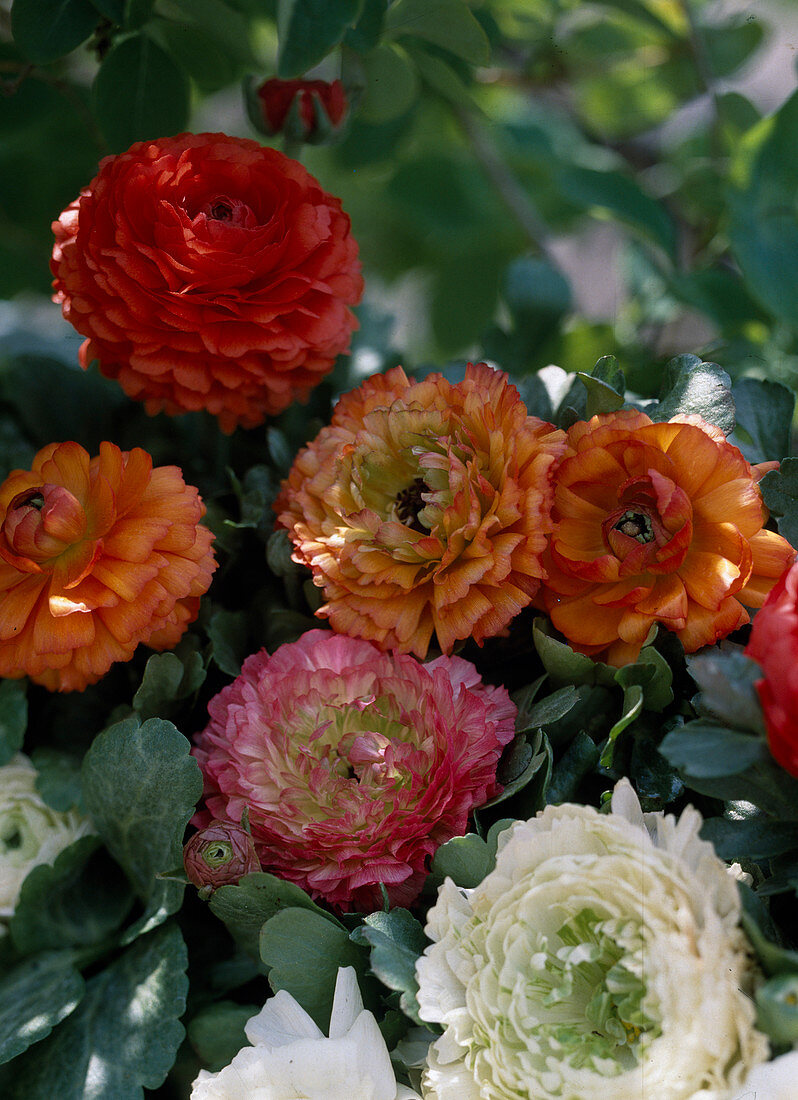 Ranunculus asiaticus