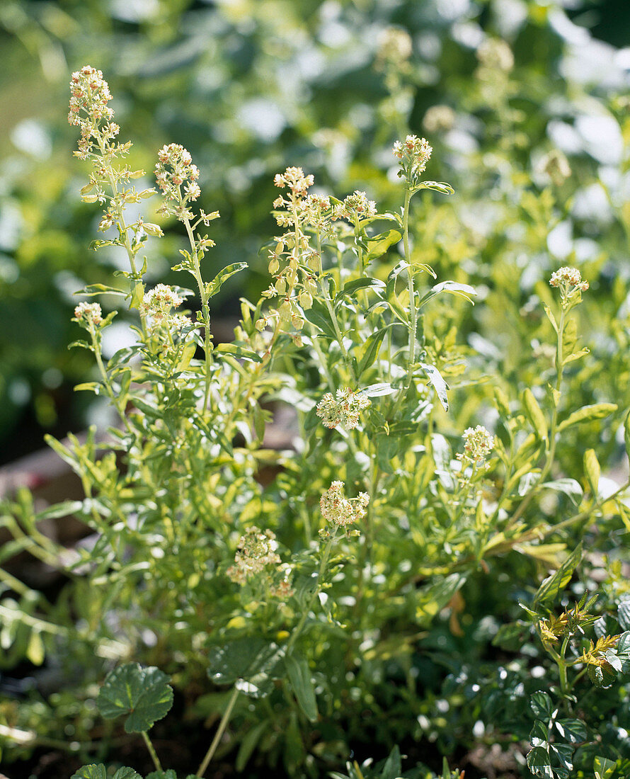 Reseda odorata