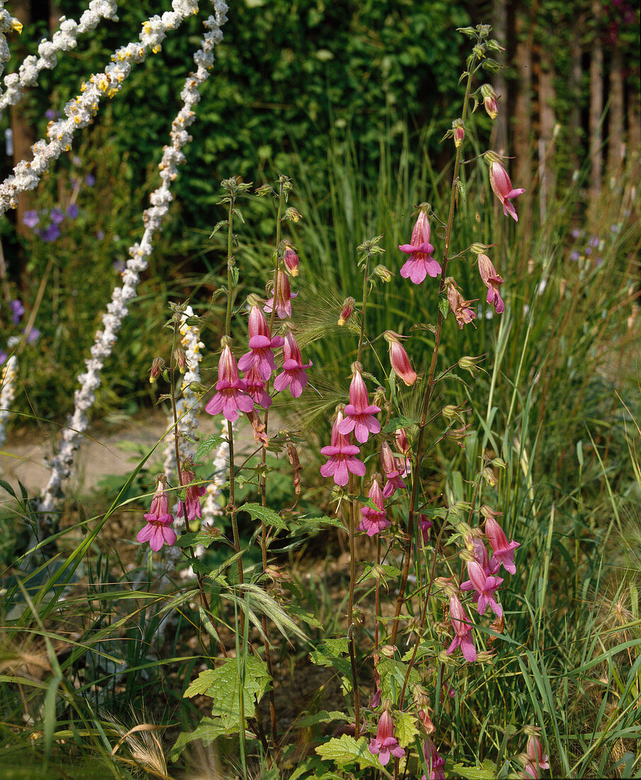 Rehmannia elata