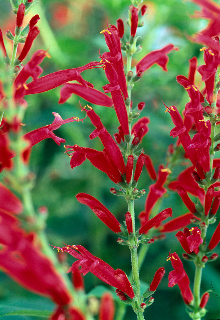 Salvia rutilans (Ananassalbei)