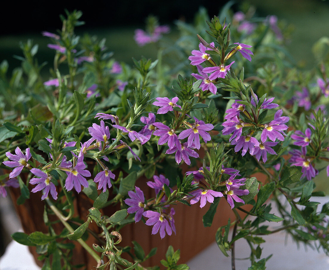 Scaevola