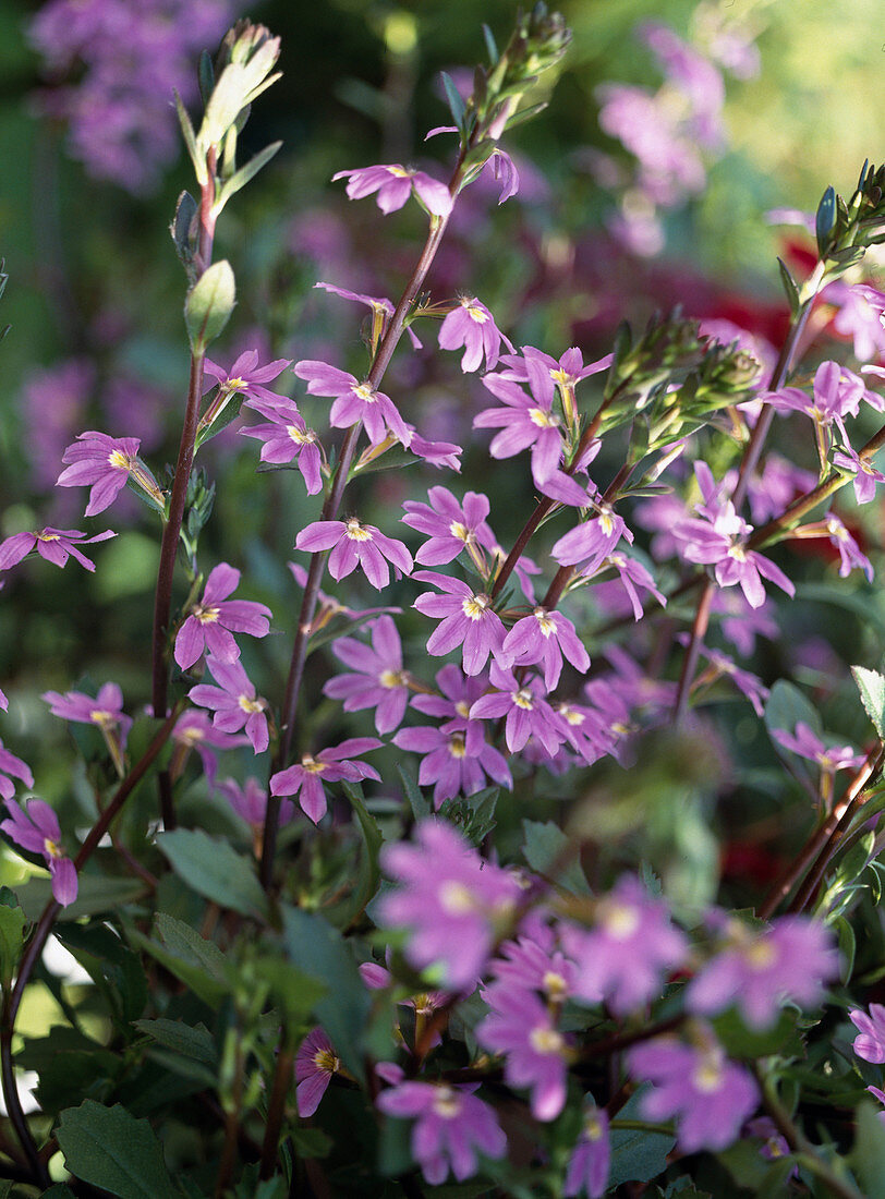 Scaevola aemula