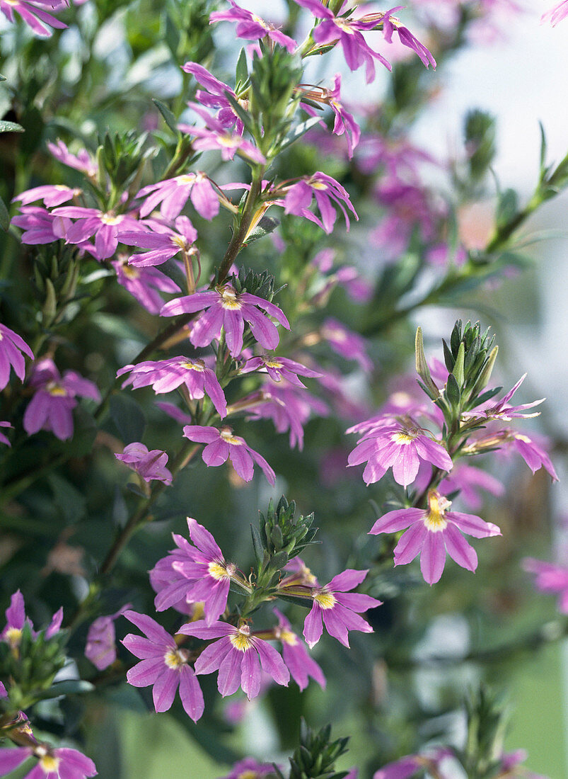 Scaevola aemula 'Blue Wonder'