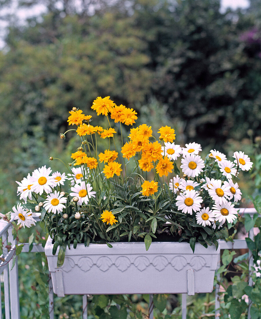 Balcony box with daisies and girl's eye