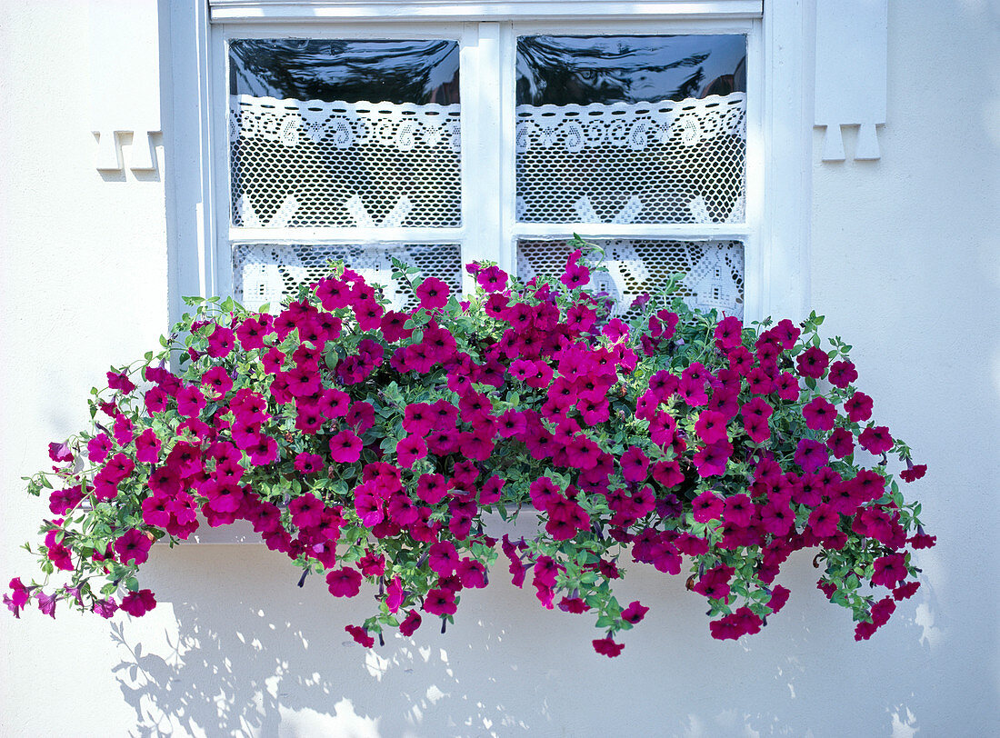 Petunia hybrid