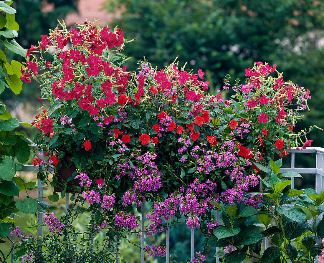 Nicotiana sanderae 'Nicki Red', Impatiens walleriana