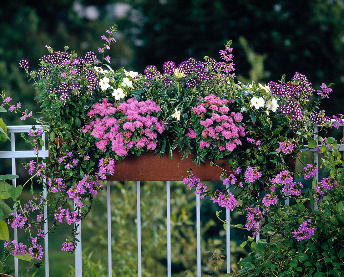 Verbena Hybrid Compactum 'Mini Star', Impatiens