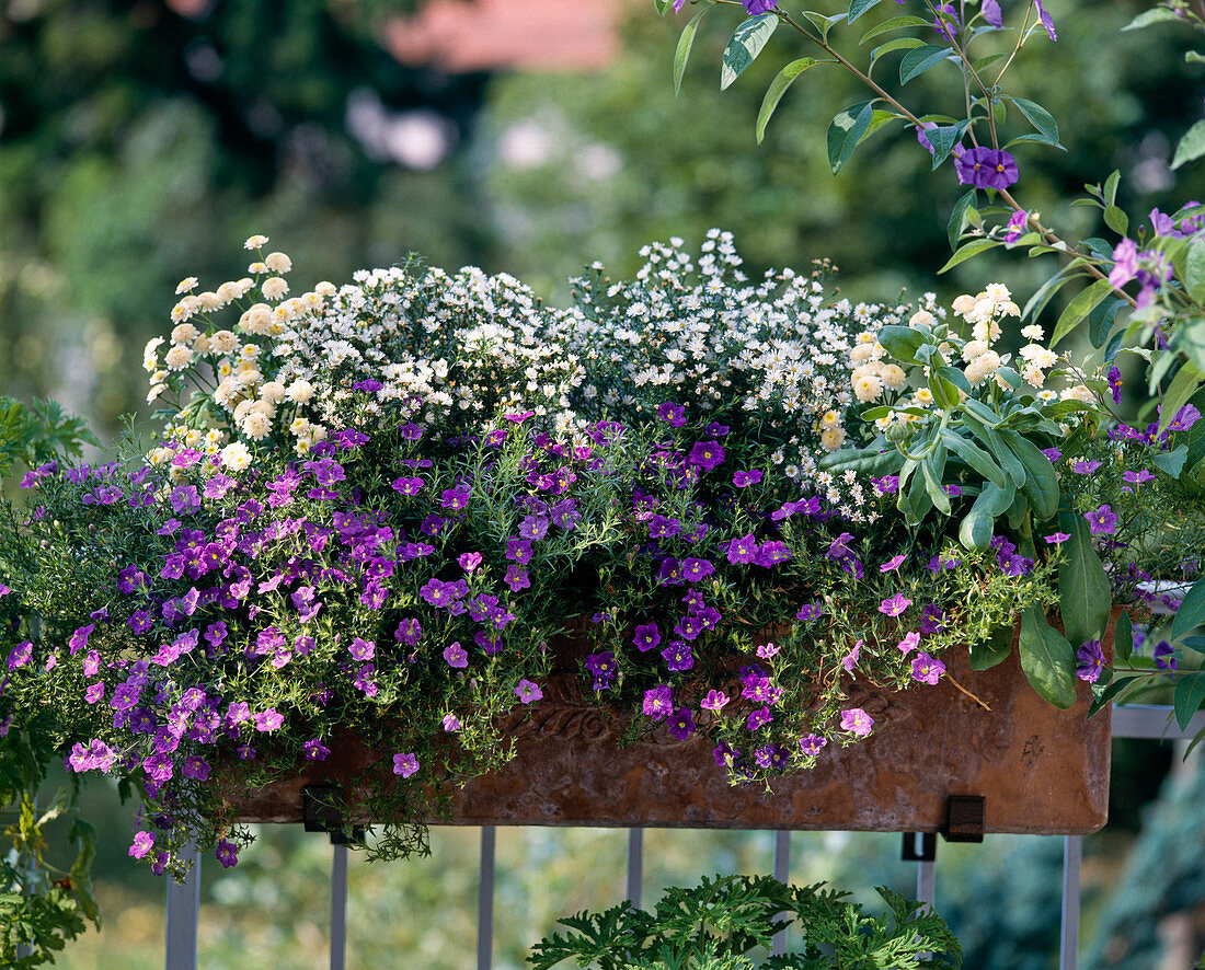 Balcony box with white cup, aster and motherwort