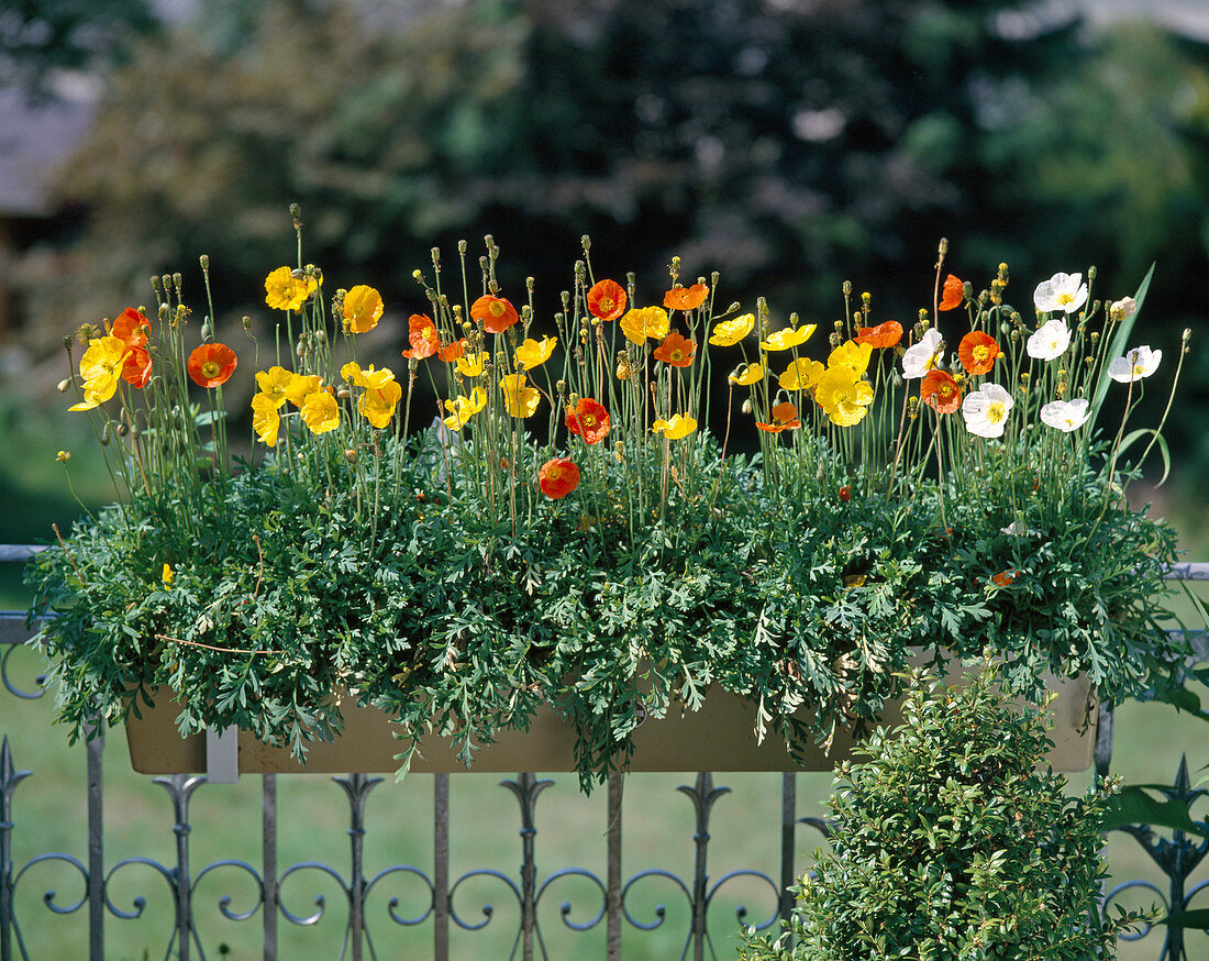 Papaver nudicaule