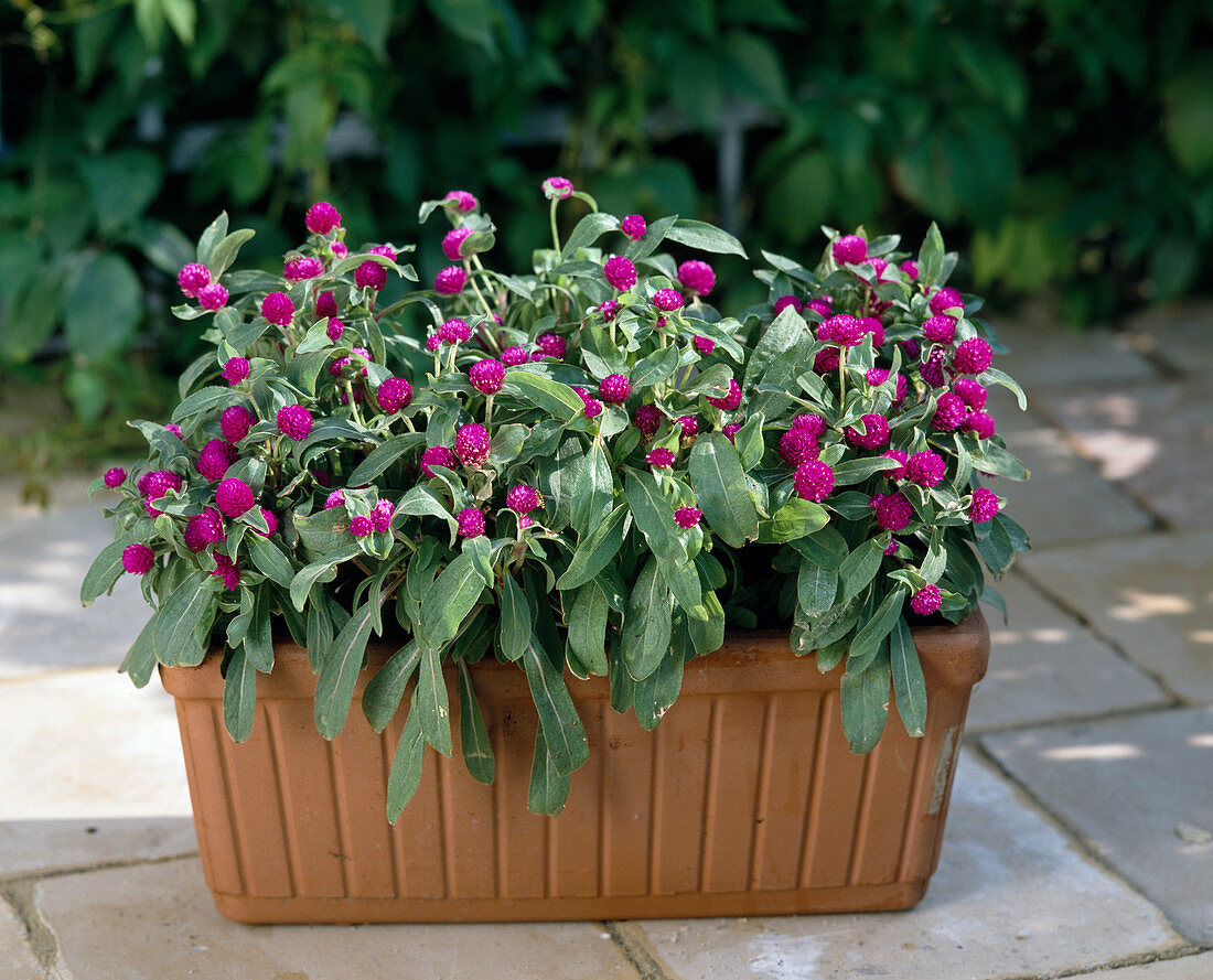 Gomphrena 'Buddy Purple'