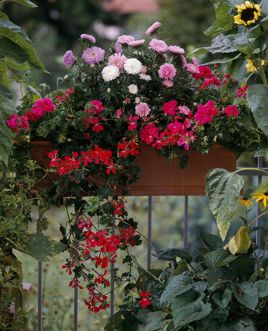 Pelargonium zonale hybr., Pelargonium peltatum hybr.