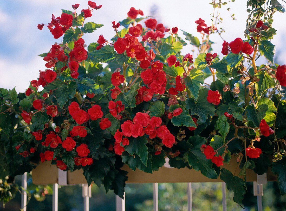 Begonia elatior hybrid