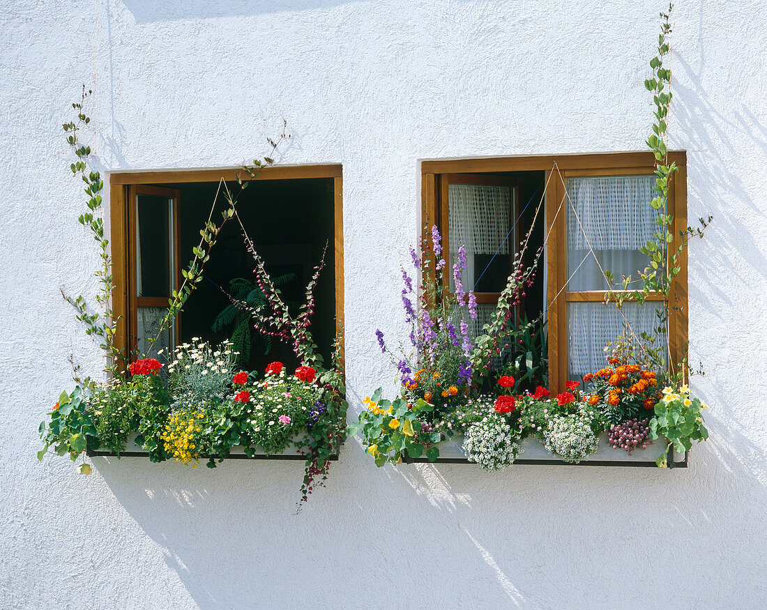 Balkonkästen mit diversen einjährigen Sommerblumen