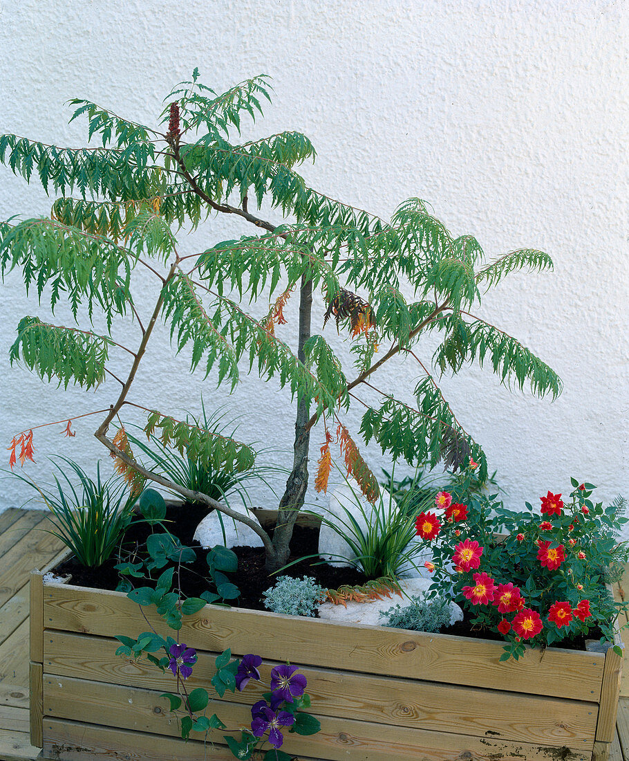 Miniature rose 'Little Flirt' (pink), vinegar tree (Rhus), Japanese sedge (Carex), clematis