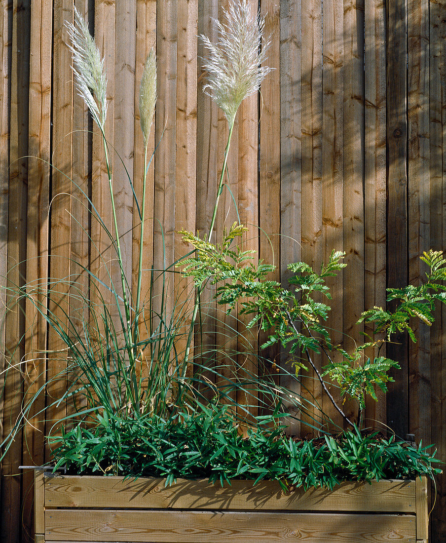 Container mit Pampasgras, Sasa Pumila und Cercis Siliquastrum