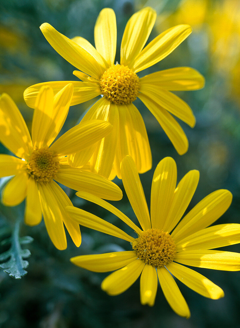 Euryops pectinatus / Gelbe Margerite