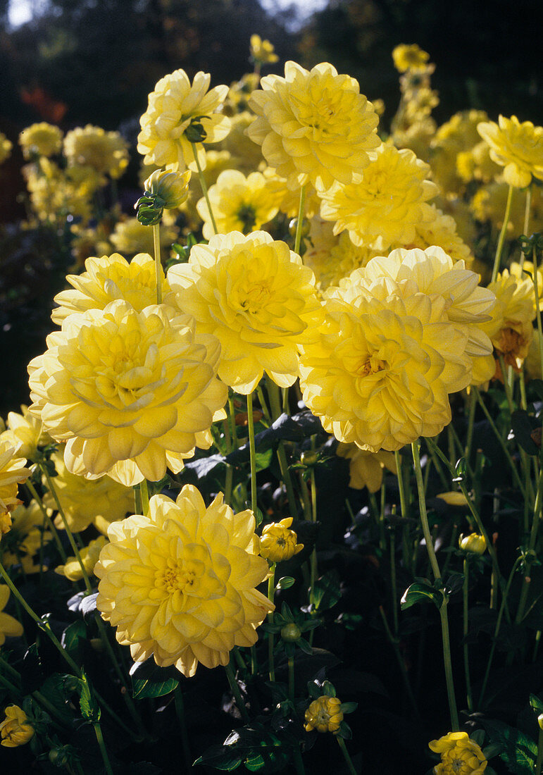 Jewellery dahlia 'Moonglow'