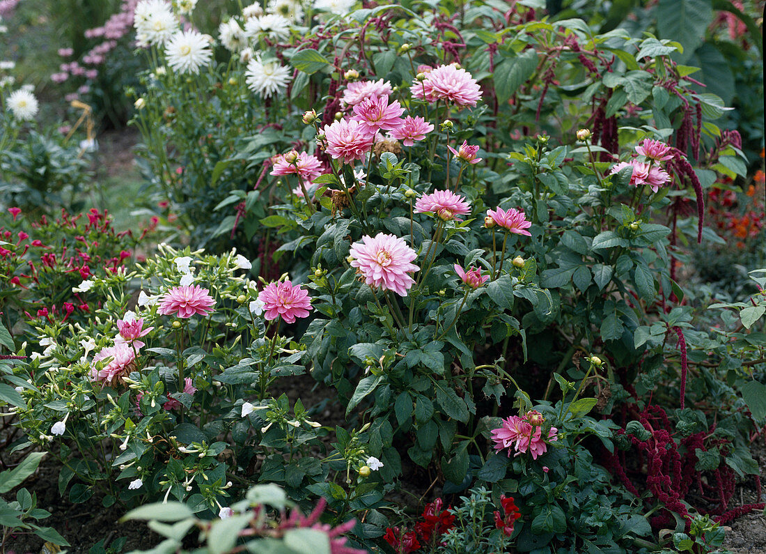 Decorative dahlia