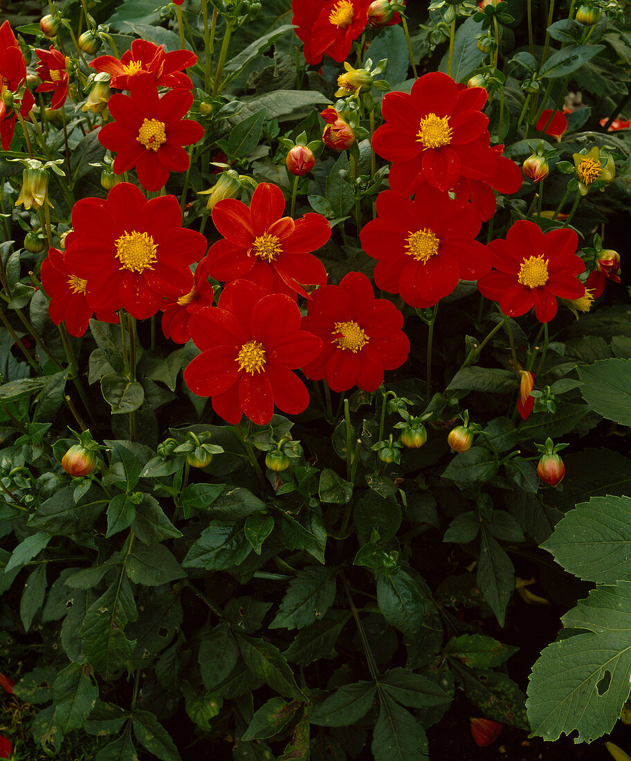 Dahlia 'Firewheel'