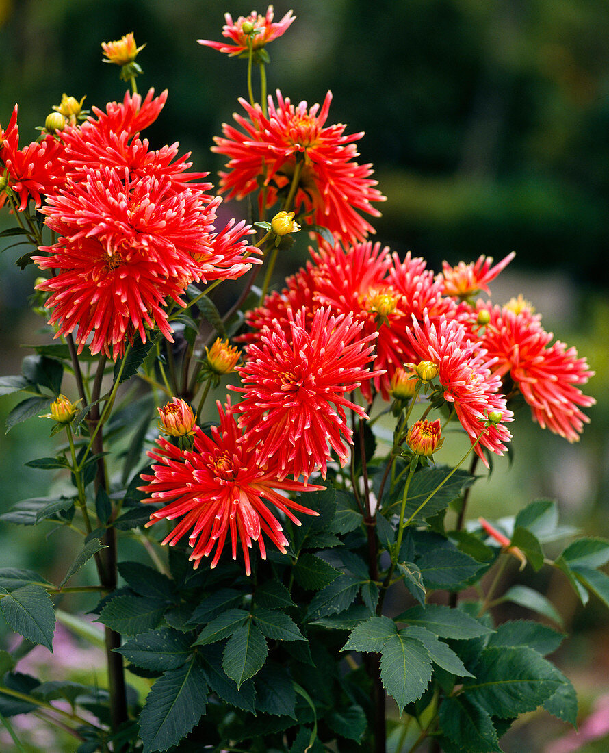 Dahlia (Kaktusdahlie) rot mit weissen Spitzen