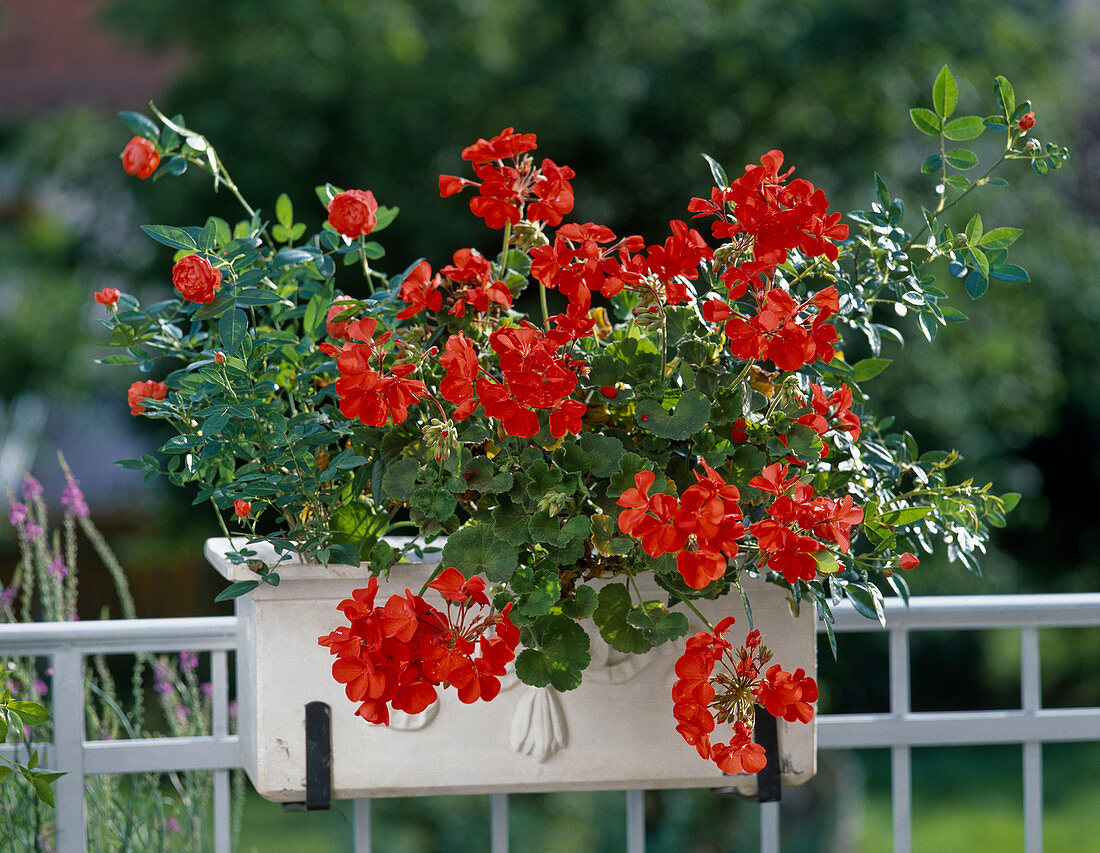 Orange-red balcony combination: with geranium