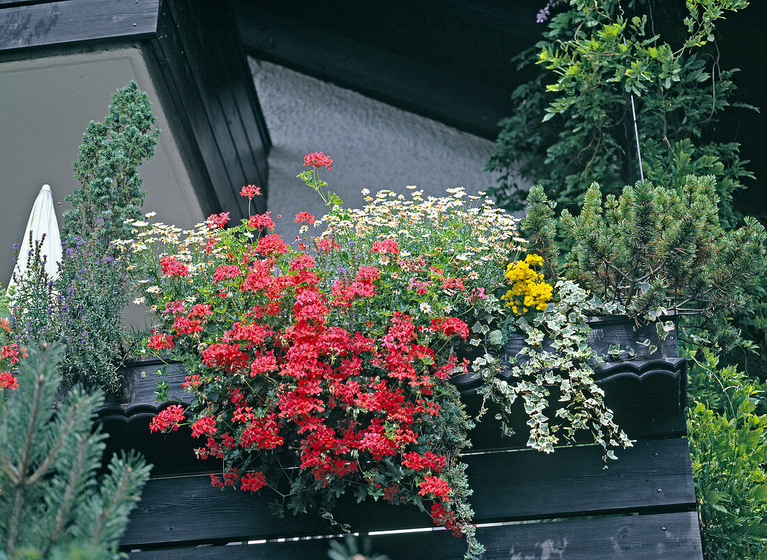 Balcony box with geraniums, ivy