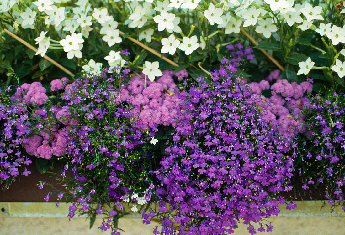 Lobelia erinus Compactum 'Bavaria' (Male Trefoil)