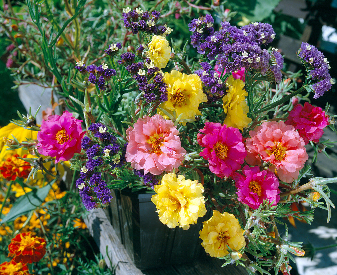 Portulaca grandiflora, Limonium sinuatum