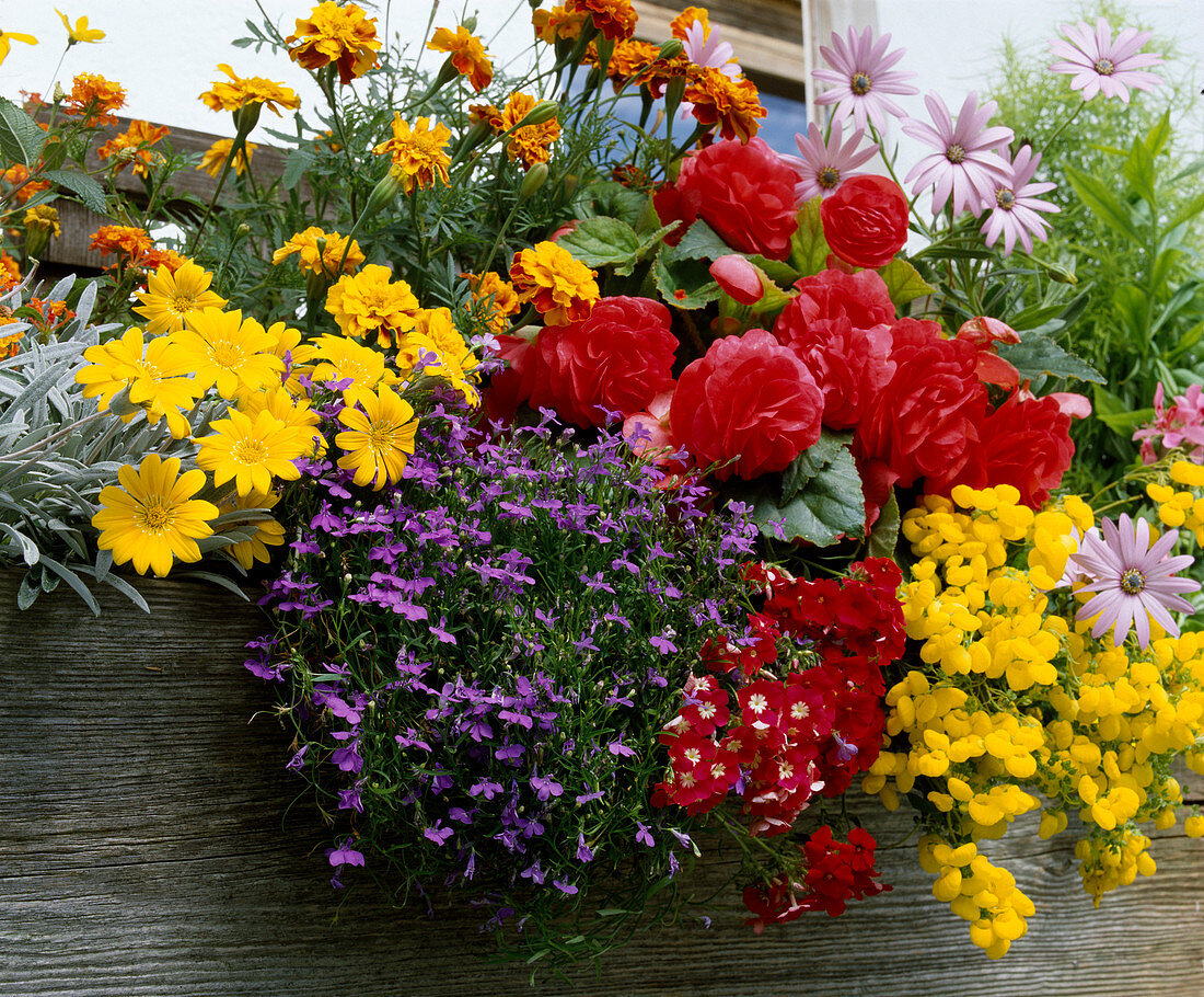 Gazania 'Ministar', Tagetes, Begonia x tuberhybr