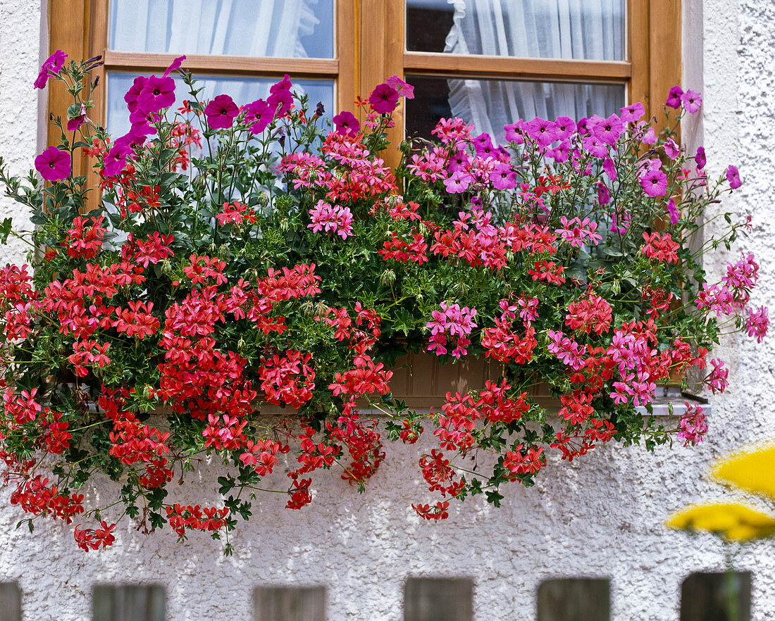 Hanging geraniums