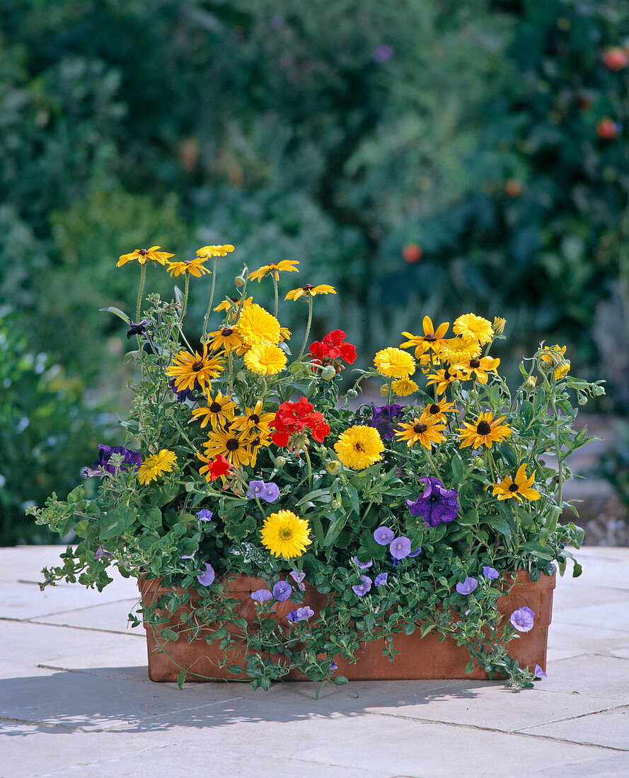 Petunie, Rudbeckia, Ringelblume