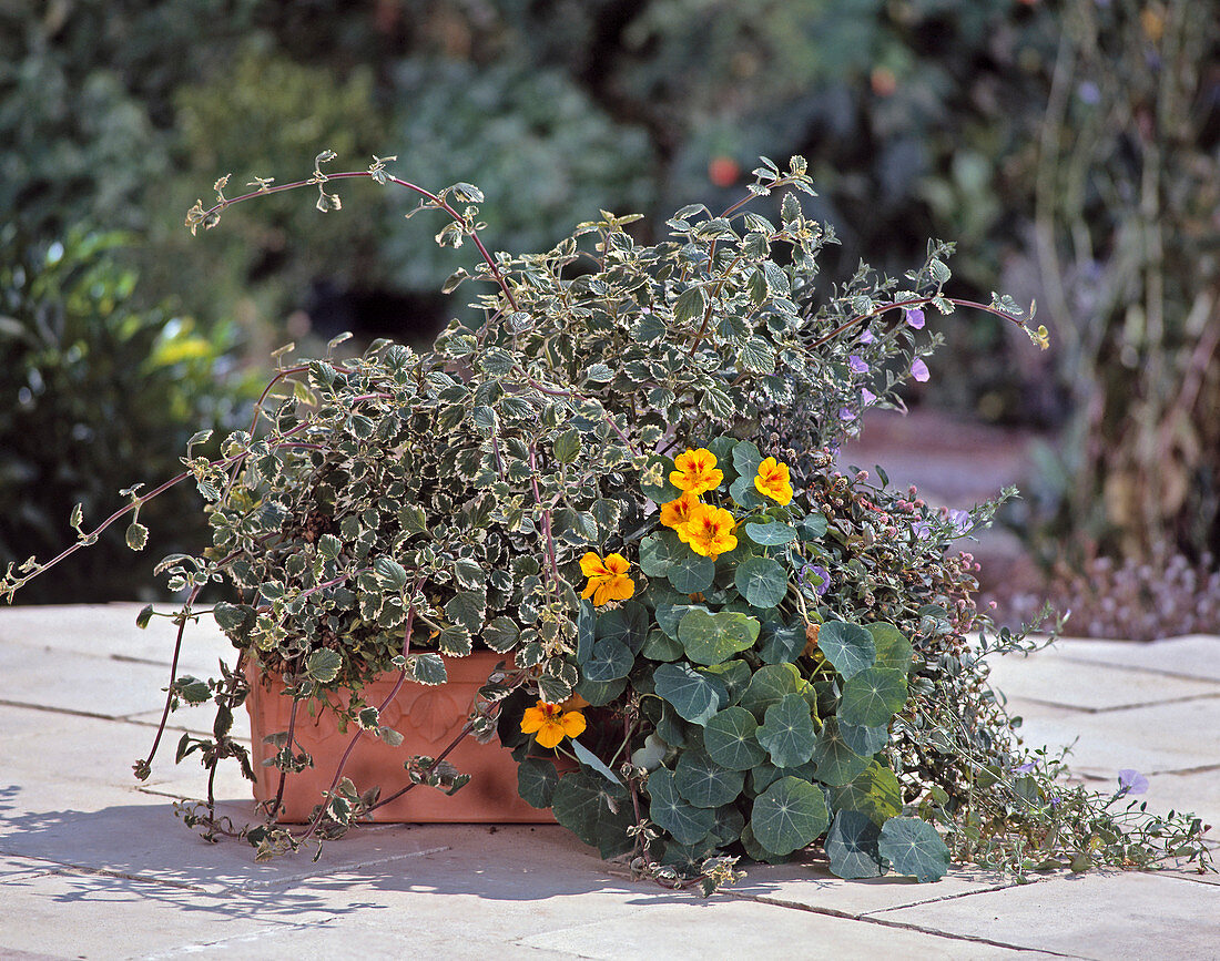 Weihrauch (Plectranthus), Tropaeolum Majus (Kapuzinerkresse), Convolvulus (Winde)