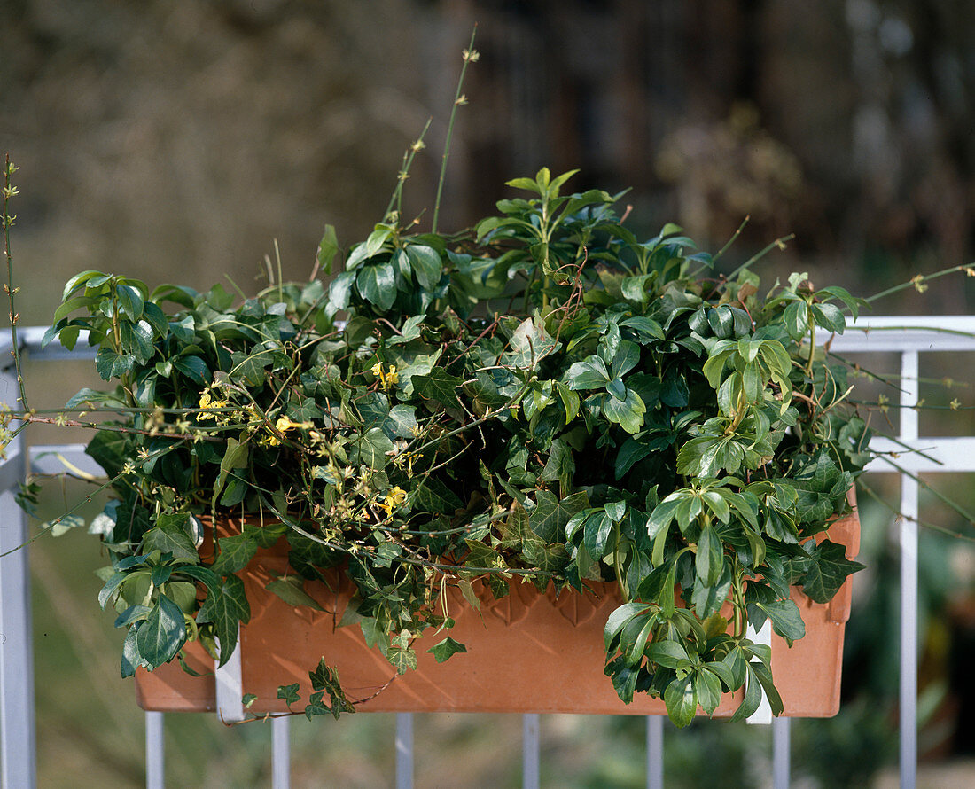 Hedera helix, Pachysandra terminalis