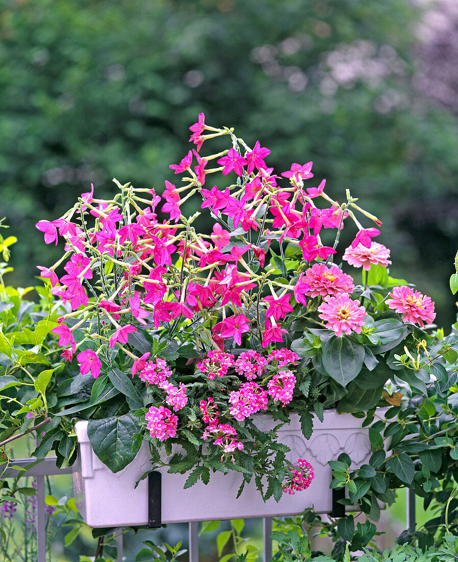 Nicotiana, Verbena-Hybride, Zinnia 'Peter Pan'