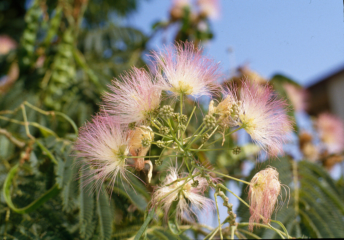 Albizia julibrissin