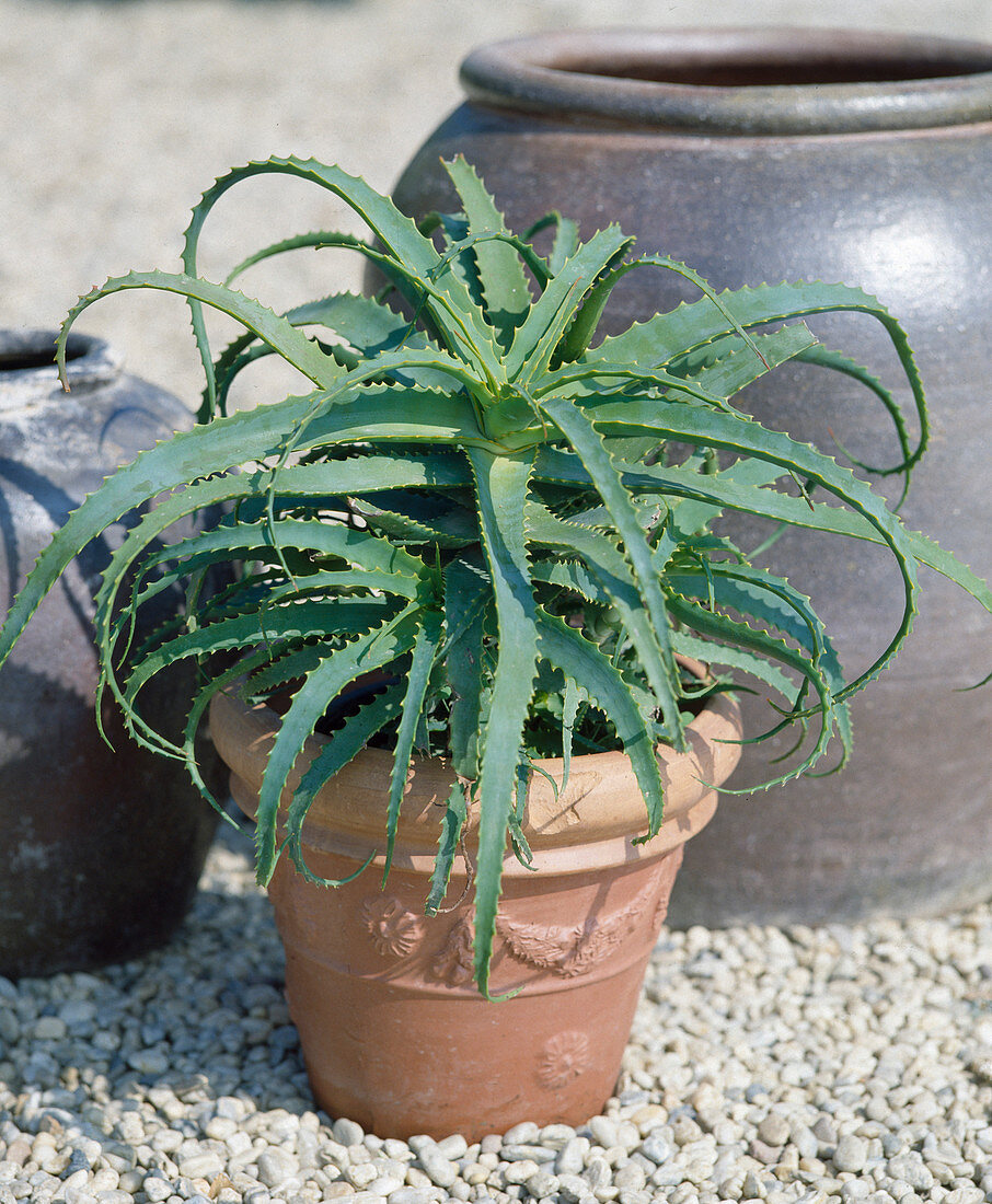 Aloe arborescens (tree aloe)