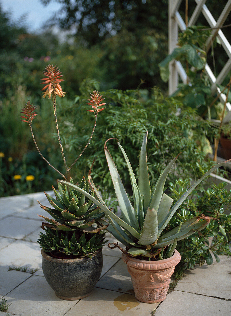 Aloe barbadensis Syn. A.vera