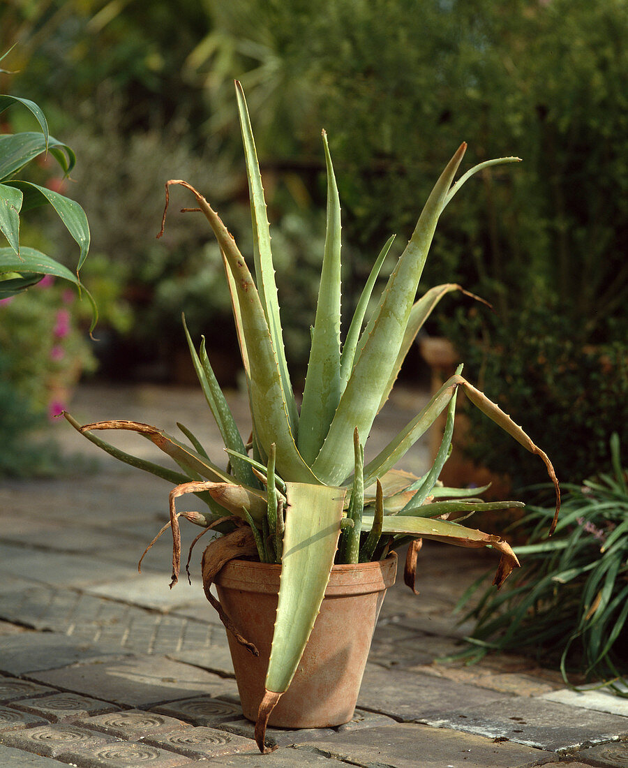 Aloe vera