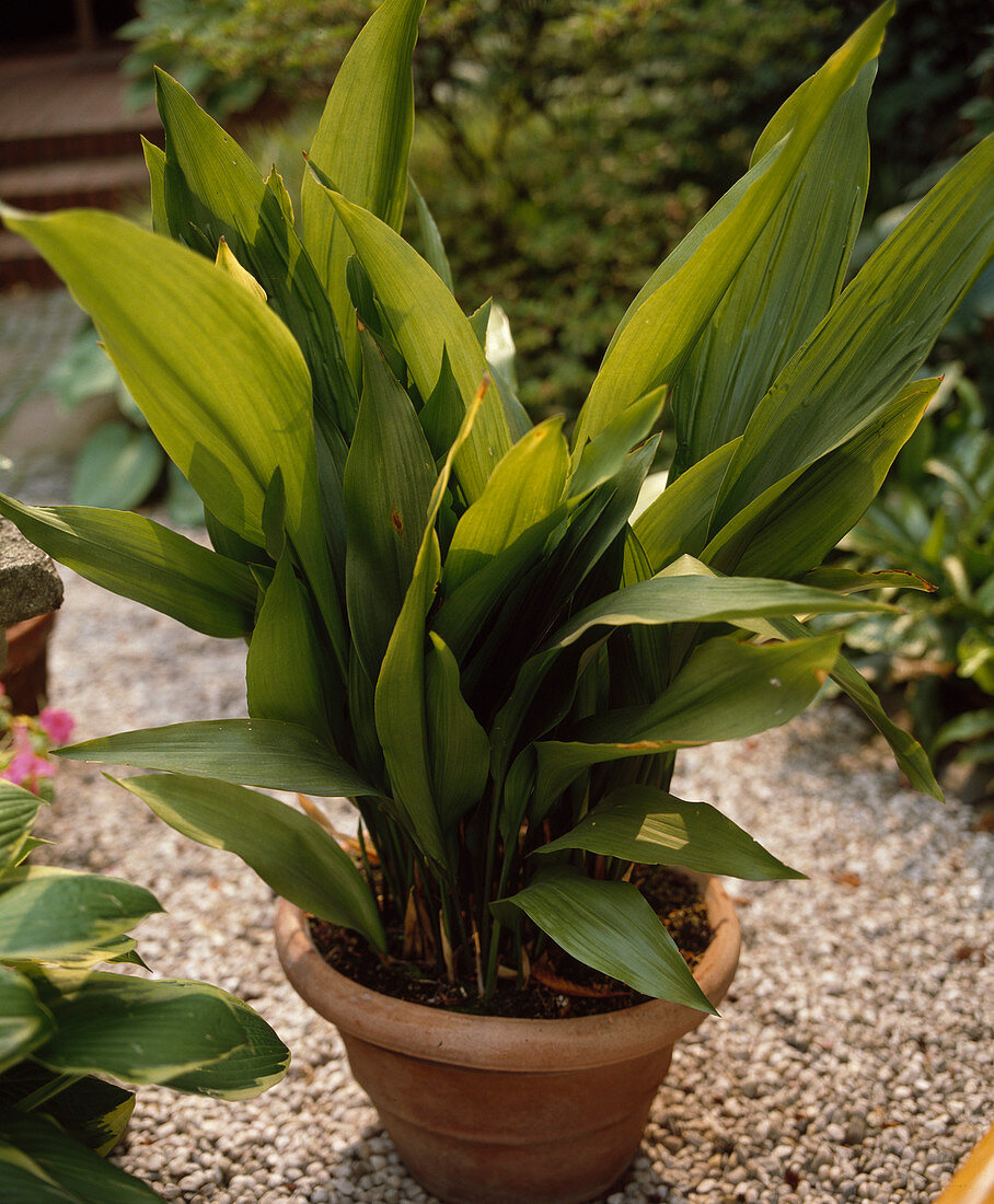 Aspidistra elatior