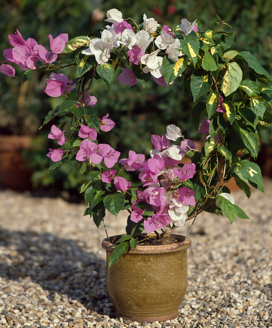 Bougainvillea hybrids