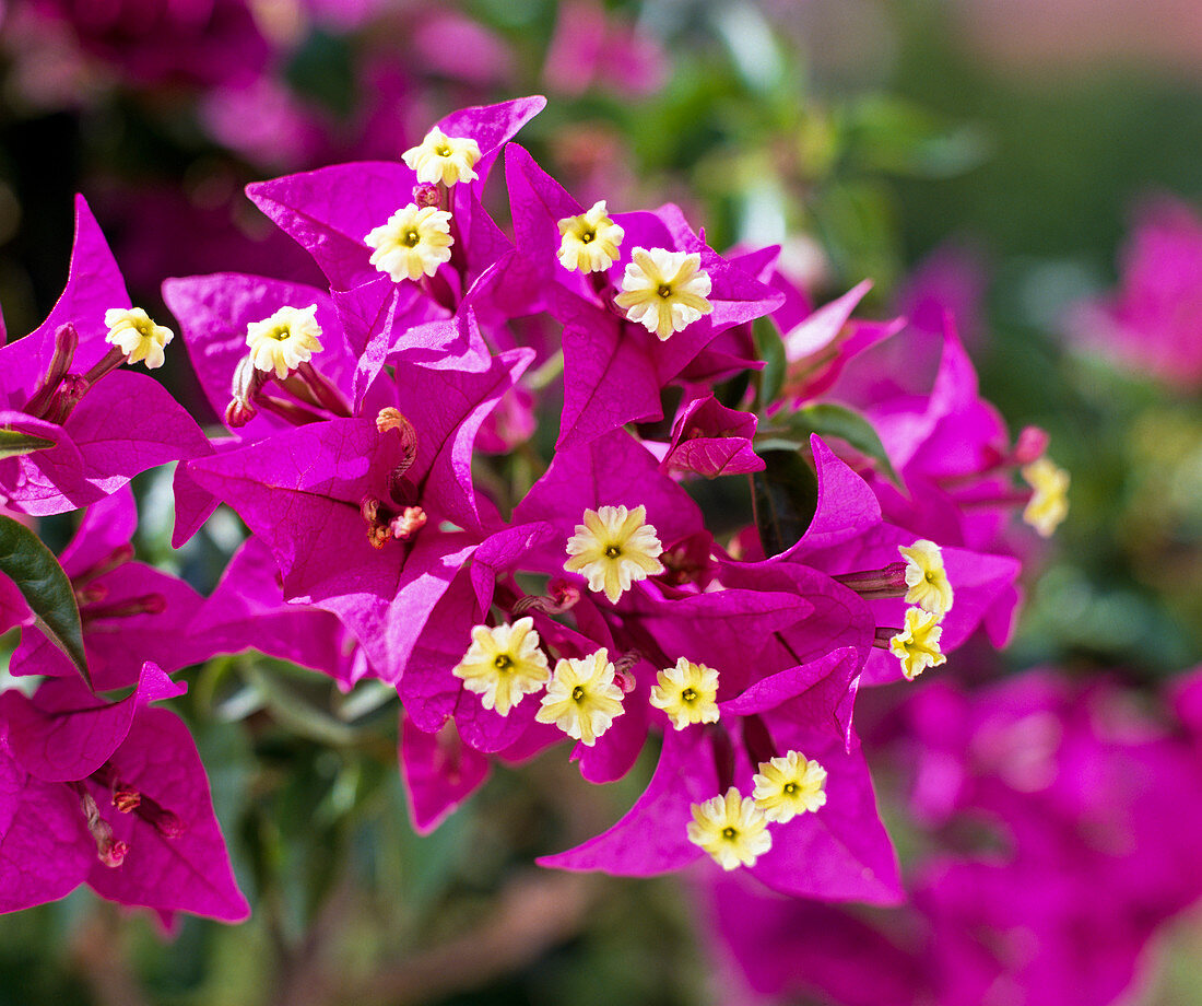 Bougainvillea glabra