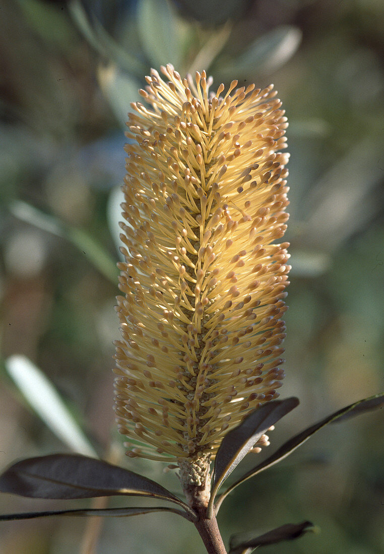 Banksia integrifolia (Küsten-Banksie)