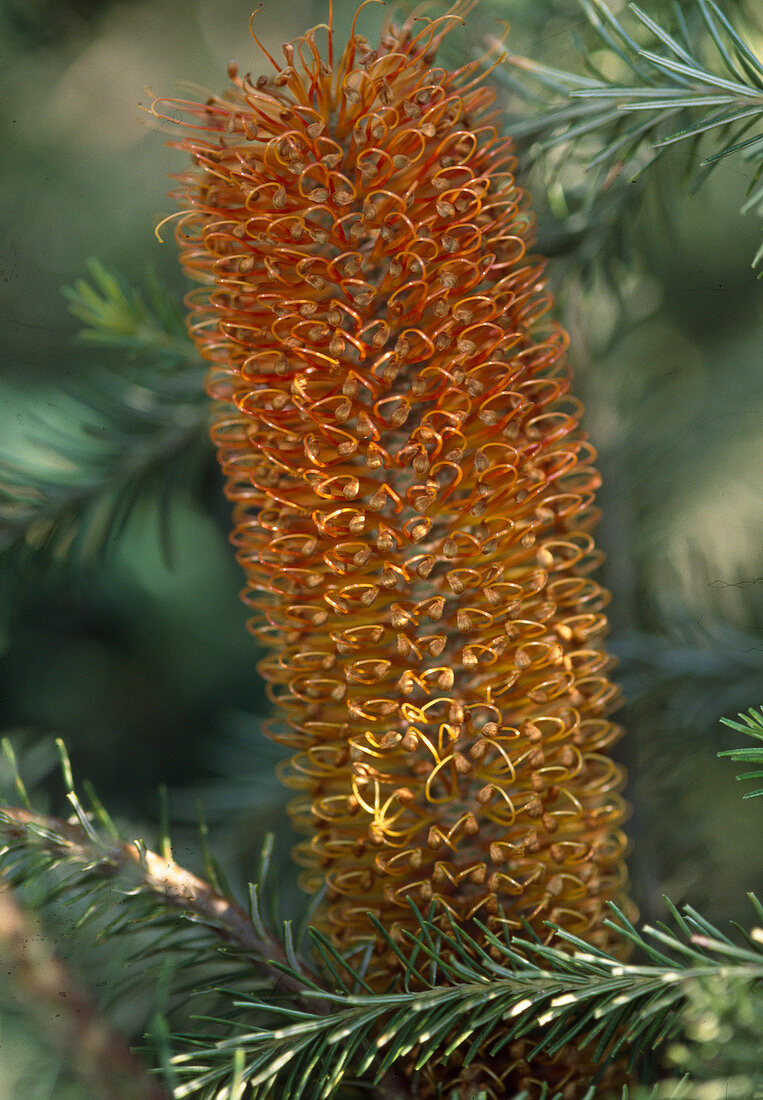 Banksia ericifolia