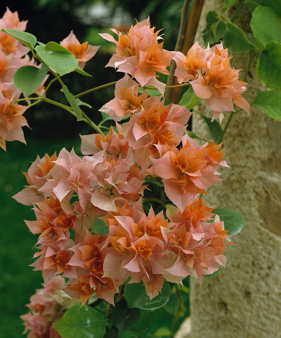 Bougainvillea glabra Hybride