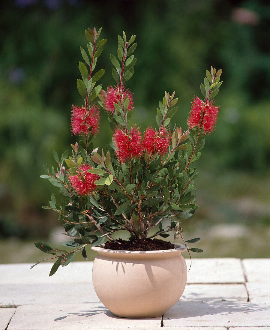 Callistemon Citrinus